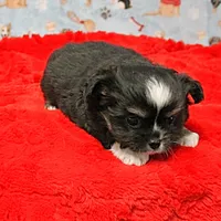 Hela's Black & White Long Coat Male 1, a male Chihuahua for sale in Mount Olive, NC – Photo 4 of 10