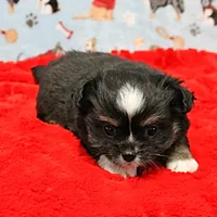Hela's Black & White Long Coat Male 1, a male Chihuahua for sale in Mount Olive, NC – Photo 2 of 10