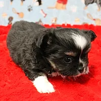 Hela's Black & White Long Coat Male 1, a male Chihuahua for sale in Mount Olive, NC – Photo 8 of 10