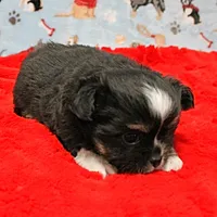 Hela's Black & White Long Coat Male 1, a male Chihuahua for sale in Mount Olive, NC – Photo 6 of 10