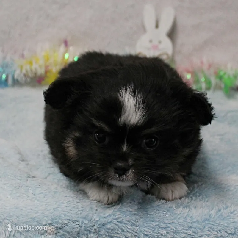 Hela's Black & White Long Coat Male 1