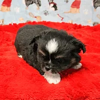 Hela's Black & White Long Coat Male 1, a male Chihuahua for sale in Mount Olive, NC – Photo 5 of 10
