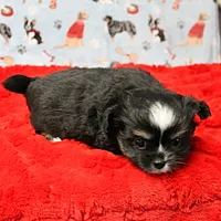 Hela's Black & White Long Coat Male 1, a male Chihuahua for sale in Mount Olive, NC – Photo 10 of 10
