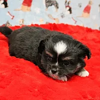 Hela's Black & White Long Coat Male 1, a male Chihuahua for sale in Mount Olive, NC – Photo 7 of 10