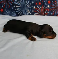 AKC Sallie's Black & Tan, Long Coat Female Puppy 1, a female Miniature Dachshund for sale in Mount Olive, NC – 9 of 10