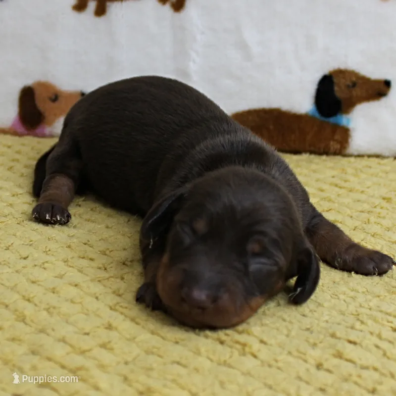 AKC Robin's Chocolate & Tan Male Puppy 5 – Miniature Dachshund puppy for sale in Mount Olive, NC