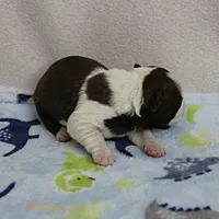 AKC Puddin's Chocolate & White Male Puppy 4, a male Boston Terrier for sale in Mount Olive, NC – 4 of 10