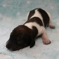 AKC Freckles Red & White Piebald Female Puppy 3, a female Miniature Dachshund for sale in Mount Olive, NC – 4 of 10