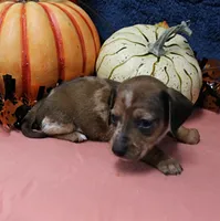 AKC Freckles Chocolate & Tan Dapple Female Puppy 5, a female Miniature Dachshund for sale in Mount Olive, NC – 10 of 10