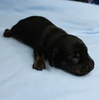 AKC Taylor's Black & Tan Male Puppy 4, a male Miniature Dachshund for sale in Mount Olive, NC – 10 of 10
