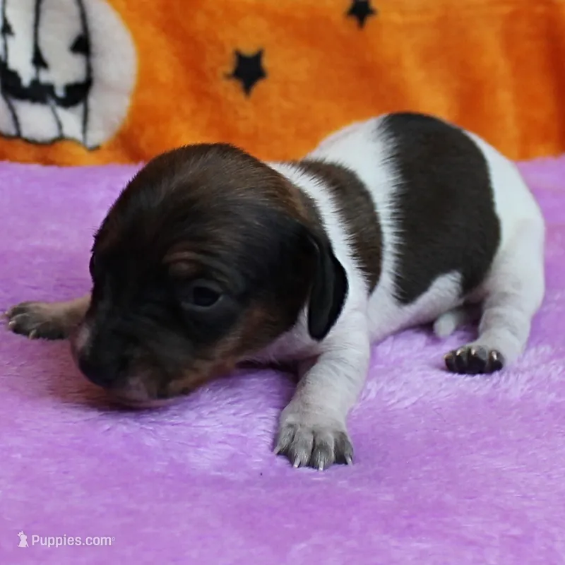 AKC Freckles Red & White Piebald Female Puppy 3 – Miniature Dachshund puppy for sale in Mount Olive, NC