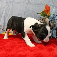 AKC Bubble's Black & White Male Puppy 2, a male Boston Terrier for sale in Mount Olive, NC – 10 of 10