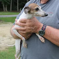 Romeo, Italian Greyhound, a male Greyhound for sale in Mount Olive, NC – Photo 3 of 10