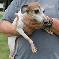 Romeo, Italian Greyhound, a male Greyhound for sale in Mount Olive, NC – Photo 1 of 10