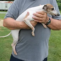 Romeo, Italian Greyhound, a male Greyhound for sale in Mount Olive, NC – Photo 10 of 10