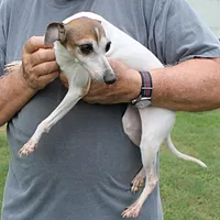 Romeo, Italian Greyhound, a male Greyhound for sale in Mount Olive, NC – Photo 2 of 10