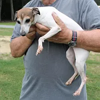 Romeo, Italian Greyhound, a male Greyhound for sale in Mount Olive, NC – Photo 5 of 10