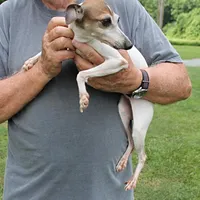 Romeo, Italian Greyhound, a male Greyhound for sale in Mount Olive, NC – Photo 6 of 10