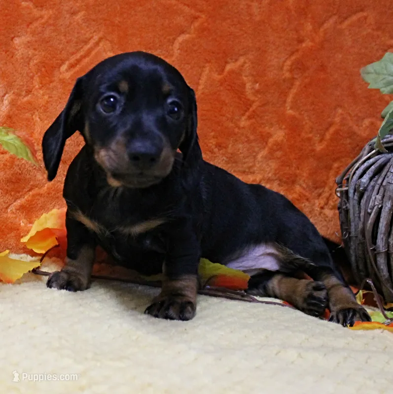 AKC Robin's Black & Tan Female Puppy 3 – Miniature Dachshund puppy for sale in Mount Olive, NC