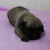  AKC Sandy's FawnMale Puppy 1, a male Pug for sale in Mount Olive, NC – 7 of 10