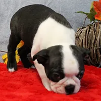 AKC Lula's Black & White Male Puppy 1, a male Boston Terrier for sale in Mount Olive, NC – 2 of 7