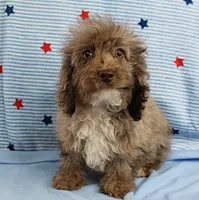 Twinkle's Chocolate Merle Male Puppy 4, a male Cockapoo for sale in Mount Olive, NC – 4 of 10