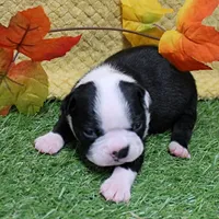 AKC Annie's Black & White Female Puppy 3, a  Boston Terrier for sale in Mount Olive, NC – 4 of 10