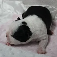 AKC Polly's Black & White Female Puppy 1, a female Boston Terrier for sale in Mount Olive, NC – 2 of 10