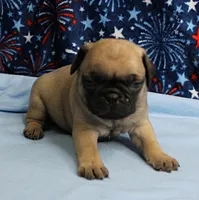 AKC Candy's Fawn Male Puppy 2, a male Pug for sale in Mount Olive, NC – 1 of 9