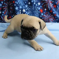AKC Candy's Fawn Male Puppy 6, a male Pug for sale in Mount Olive, NC – 10 of 10