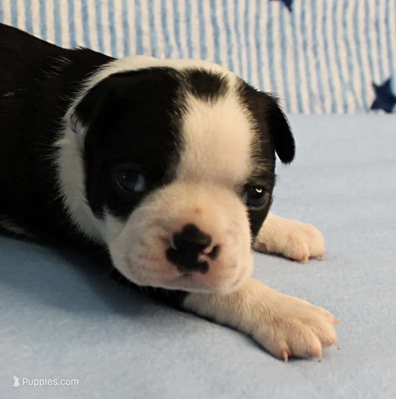 Myrtle's Black & White Male Puppy 1 – Boston Terrier puppy for sale in Mount Olive, NC