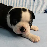 Myrtle's Black & White Male Puppy 1, a male Boston Terrier for sale in Mount Olive, NC – 1 of 10
