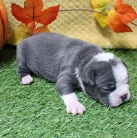 AKC Annie's Silver & White Female Puppy 1, a female Boston Terrier for sale in Mount Olive, NC – 9 of 9