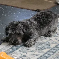 Tinker's Silver Male Puppy 2, a male Cockapoo for sale in Mount Olive, NC – 5 of 10