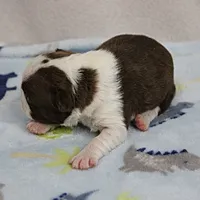 AKC Puddin's Chocolate & White Male Puppy 3, a male Boston Terrier for sale in Mount Olive, NC – 8 of 10