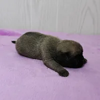  AKC Sandy's FawnMale Puppy 1, a male Pug for sale in Mount Olive, NC – 4 of 10