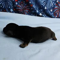 AKC Taylor's Black & Tan Male Puppy 4, a male Miniature Dachshund for sale in Mount Olive, NC – 8 of 10
