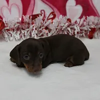 AKC Robin's Choco&Tan Female 1, a female Miniature Dachshund for sale in Mount Olive, NC – Photo 5 of 10