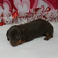 AKC Robin's Choco&Tan Female 1, a female Miniature Dachshund for sale in Mount Olive, NC – Photo 6 of 10