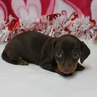 AKC Robin's Choco&Tan Female 1, a female Miniature Dachshund for sale in Mount Olive, NC – Photo 10 of 10