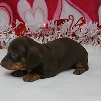 AKC Robin's Choco&Tan Female 1, a female Miniature Dachshund for sale in Mount Olive, NC – Photo 7 of 10