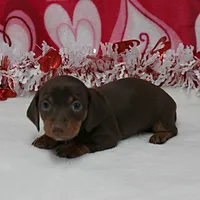 AKC Robin's Choco&Tan Female 1, a female Miniature Dachshund for sale in Mount Olive, NC – Photo 8 of 10