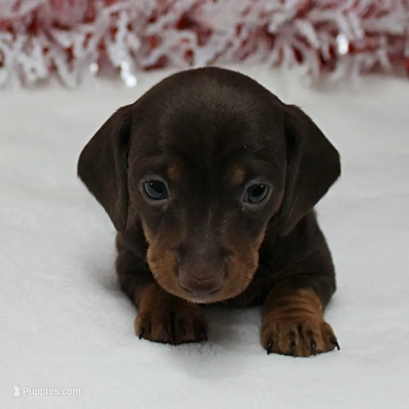 AKC Robin's Choco&Tan Female 1