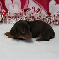 AKC Robin's Choco&Tan Female 1, a female Miniature Dachshund for sale in Mount Olive, NC – Photo 3 of 10