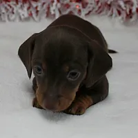 AKC Robin's Choco&Tan Female 1, a female Miniature Dachshund for sale in Mount Olive, NC – Photo 4 of 10