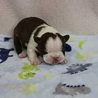 AKC Puddin's Chocolate & White Male Puppy 4, a male Boston Terrier for sale in Mount Olive, NC – 10 of 10