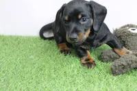 AKC Maggie's Black & Tan Male Puppy 3, a male Miniature Dachshund for sale in Mount Olive, NC – 3 of 10