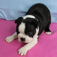 AKC Pumpkin's Female Puppy 1, a female Boston Terrier for sale in Mount Olive, NC – 4 of 10