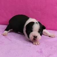 AKC Pumpkin's Female Puppy 1, a female Boston Terrier for sale in Mount Olive, NC – Photo 8 of 10
