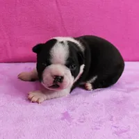 AKC Pumpkin's Female Puppy 1, a female Boston Terrier for sale in Mount Olive, NC – Photo 1 of 10